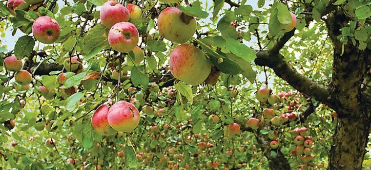 Geschützt: Mitgliederbereich