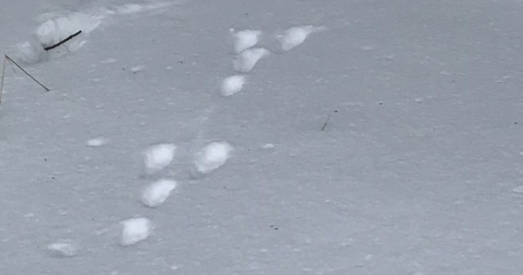 Header alt — Spuren im Schnee Header 550x1200