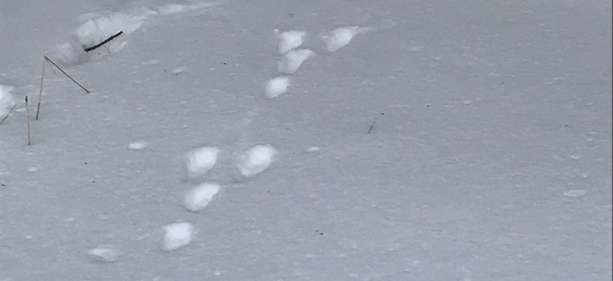 Header alt — Spuren im Schnee Header 550x1200