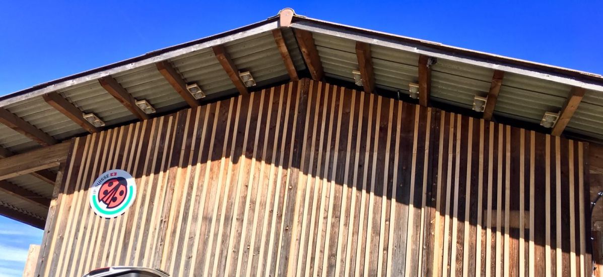 Header — Mehlschwalbennester 1200x550