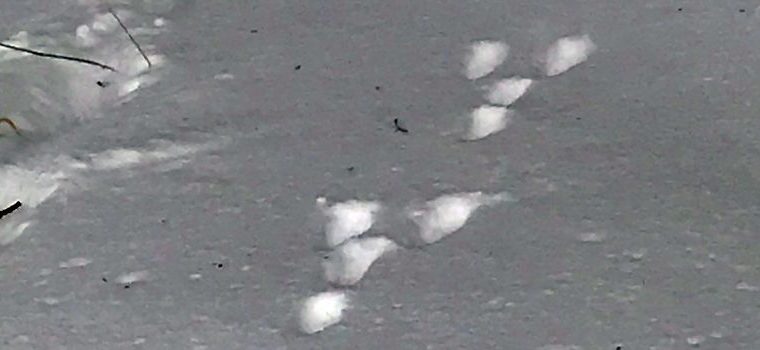 <span class="dquo">“</span>Spuren im Schnee” Exkursion vom 20. Jan 2019