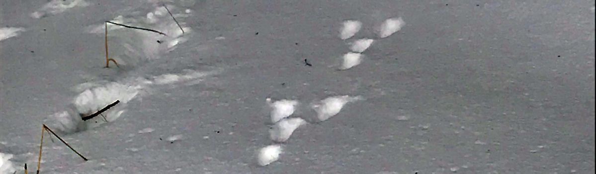 <span class="dquo">“</span>Spuren im Schnee” Exkursion vom 20. Jan 2019
