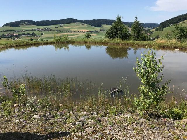 Teich Enggist Biglen