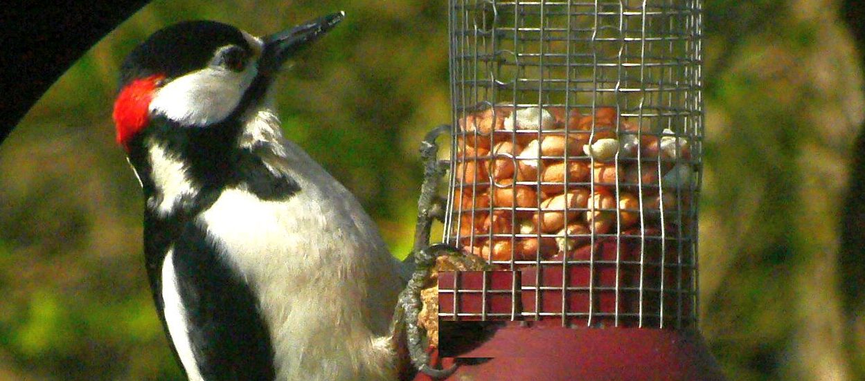 Jetzt Blick aus dem Fenster — z.B. zur Vogelfutterstelle : Da ist viel&nbsp;los!