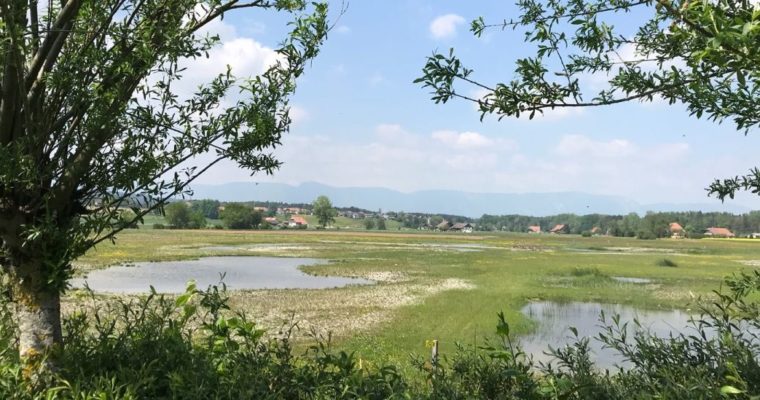 Header — Fraubrunnenmoss 550x1200
