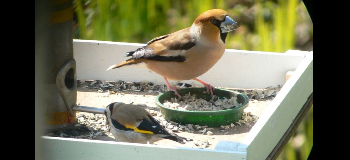 Header — Blick aus dem Fenster 1200x550 — Kernbeisser und Distelfink