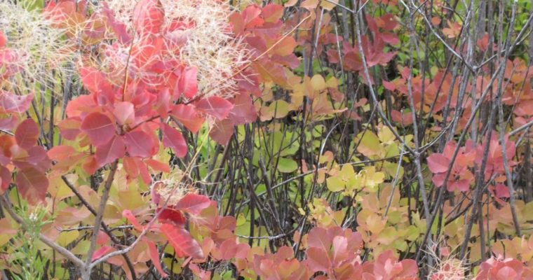 Header — Perückenstrauch 550x1200