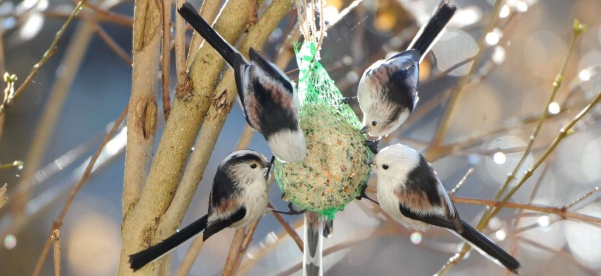 Header — 4 Schwanzmeisen an Fettknödel