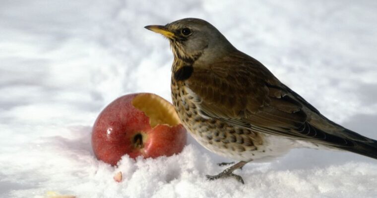 Header — Winter — Drossel am&nbsp;Apfel