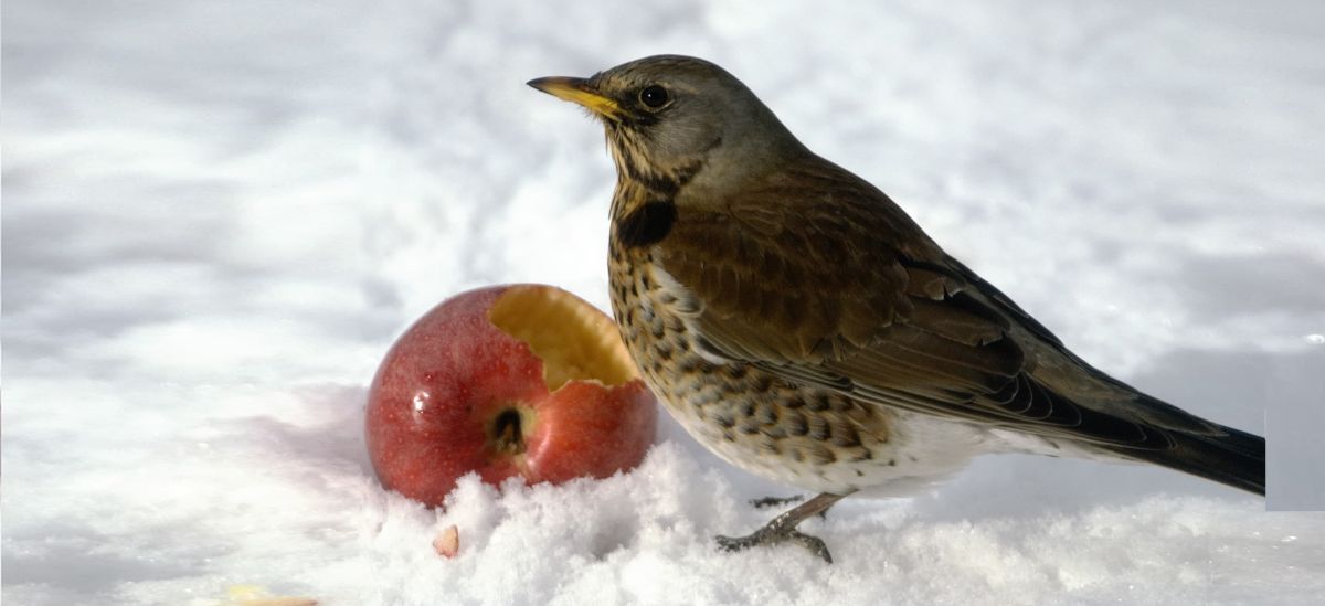 Header — Winter — Drossel am&nbsp;Apfel