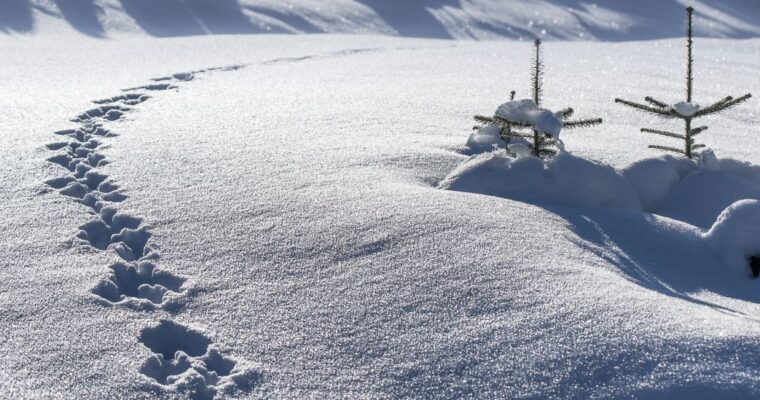 Header — Spuren im Schnee 01