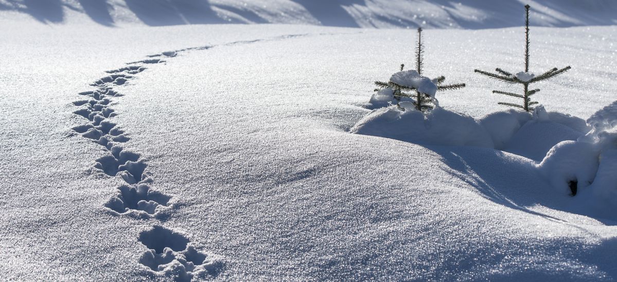 Header — Spuren im Schnee 01