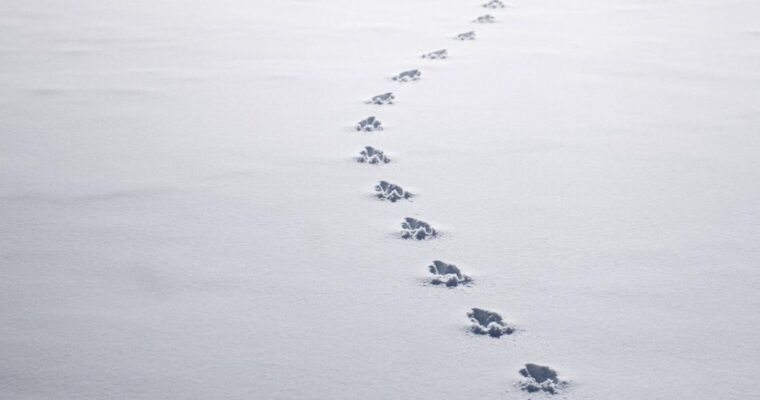 Header — Spuren im Schnee 02