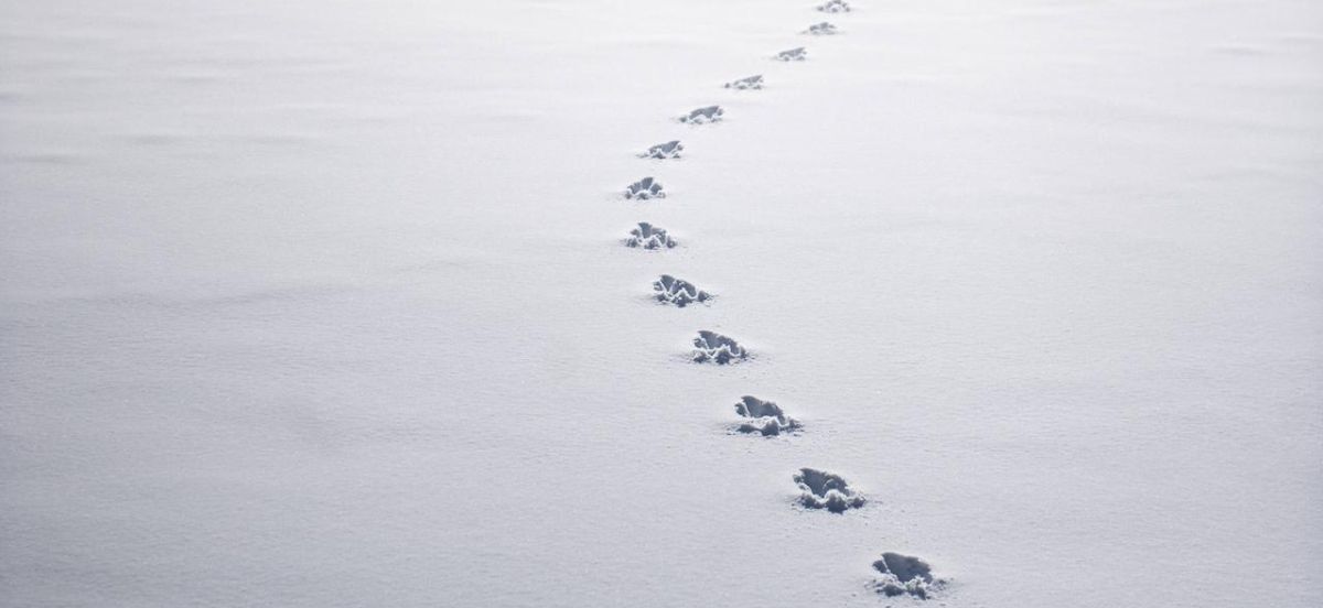 Header — Spuren im Schnee 02