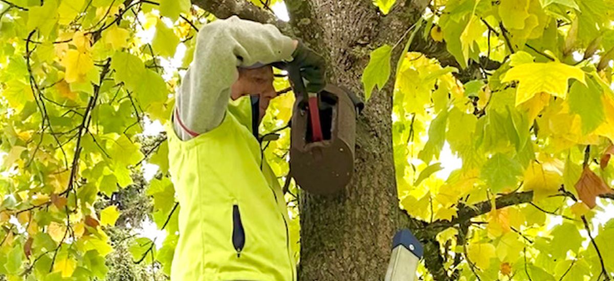 Vogelnistenkästen putzen