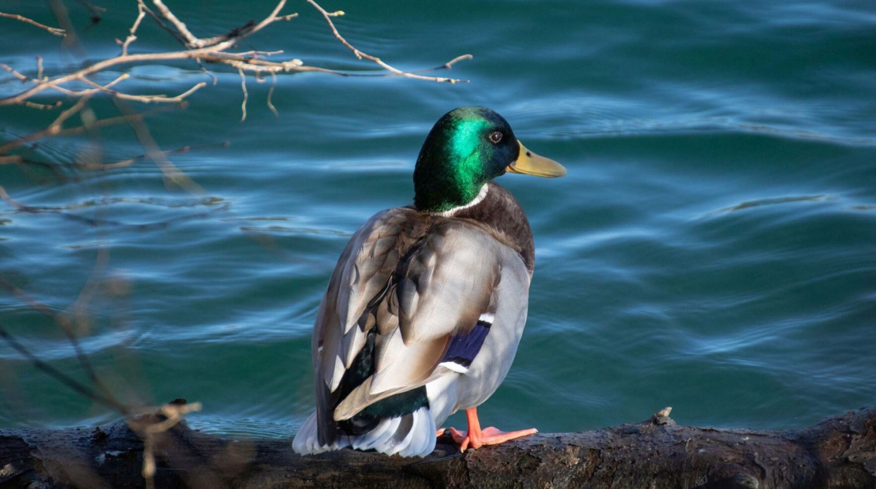 Stockente (KB)