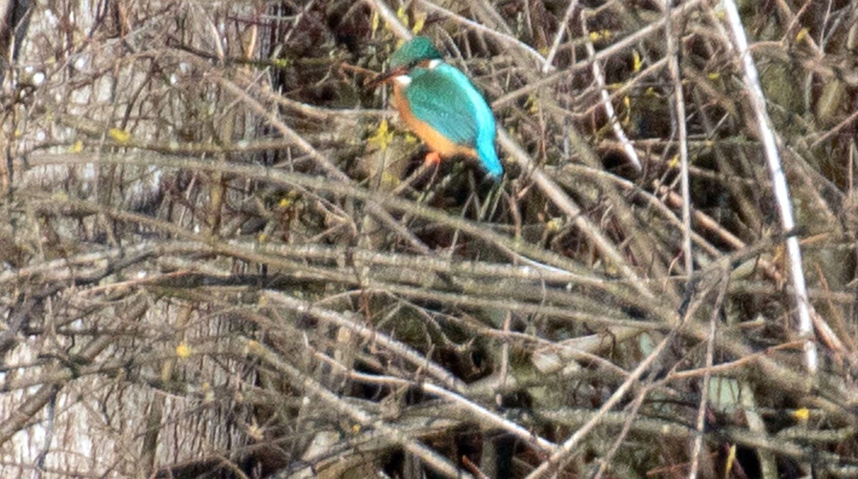 Eisvogel noch im Gebüsch ausharrend, dann über der Wasseroberfläche schwirrend, einem Kolobri ähnlich - auf Beutefang
