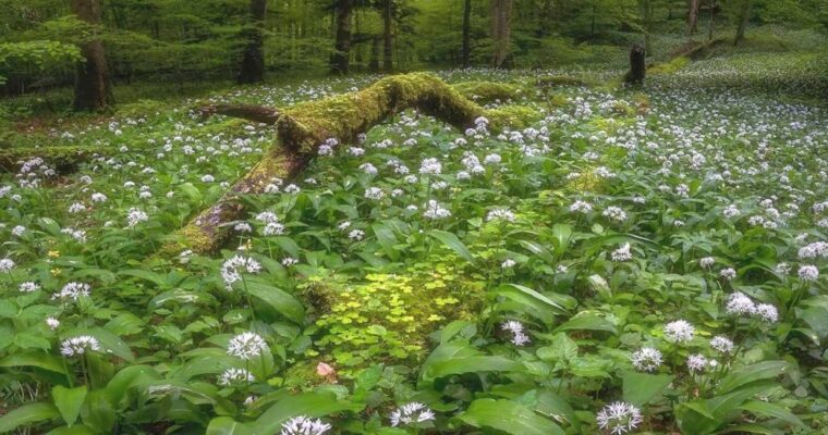 Header — Bärlauch im Frühling
