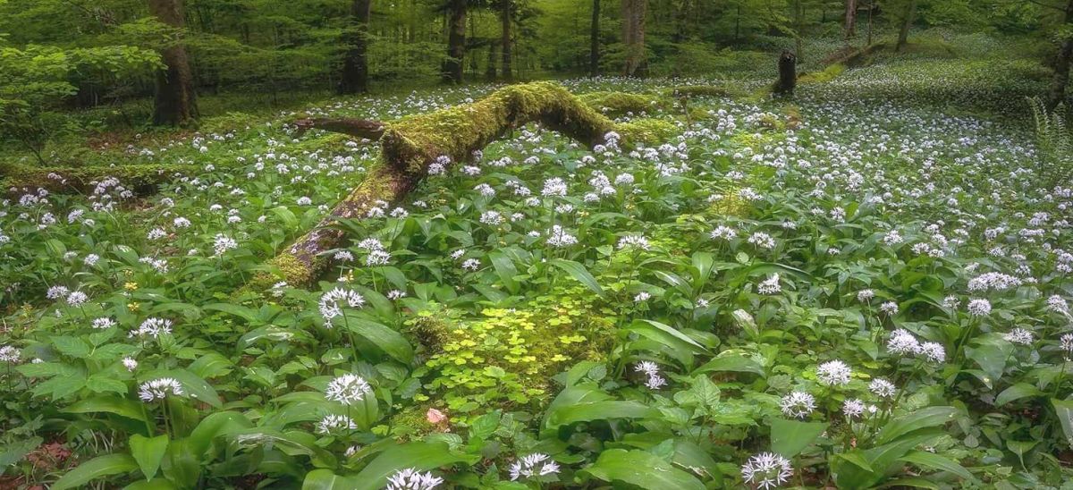 Header — Bärlauch im Frühling