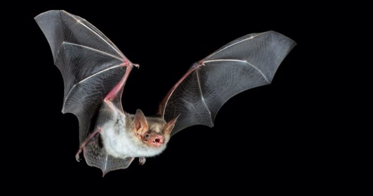 Information Batnight 2026