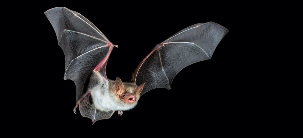 Information Batnight 2026