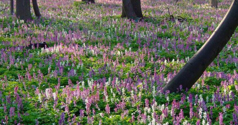 Header — Frühling im Wald — Lerchensporn