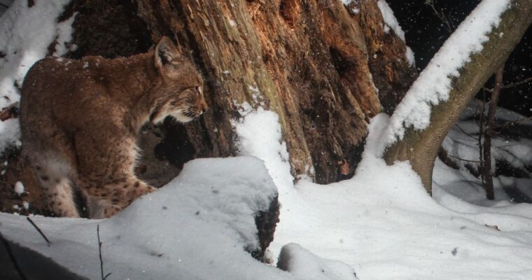 Header Luchs am Gurten