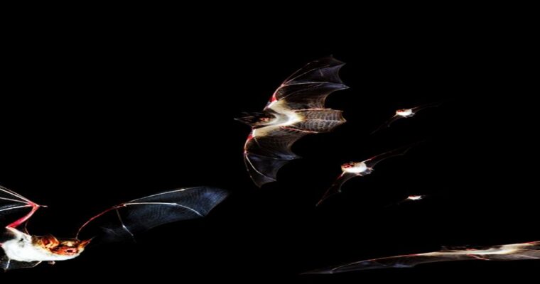 Header — Fledermäuse