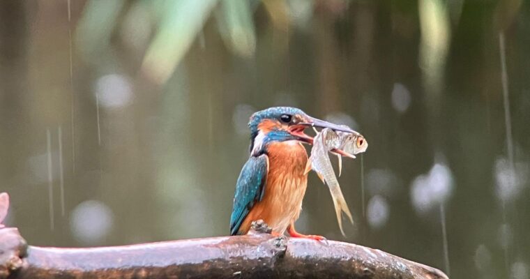 Exkursion BirdLife-Naturzentrum in La Sauge 22.Juni 2024