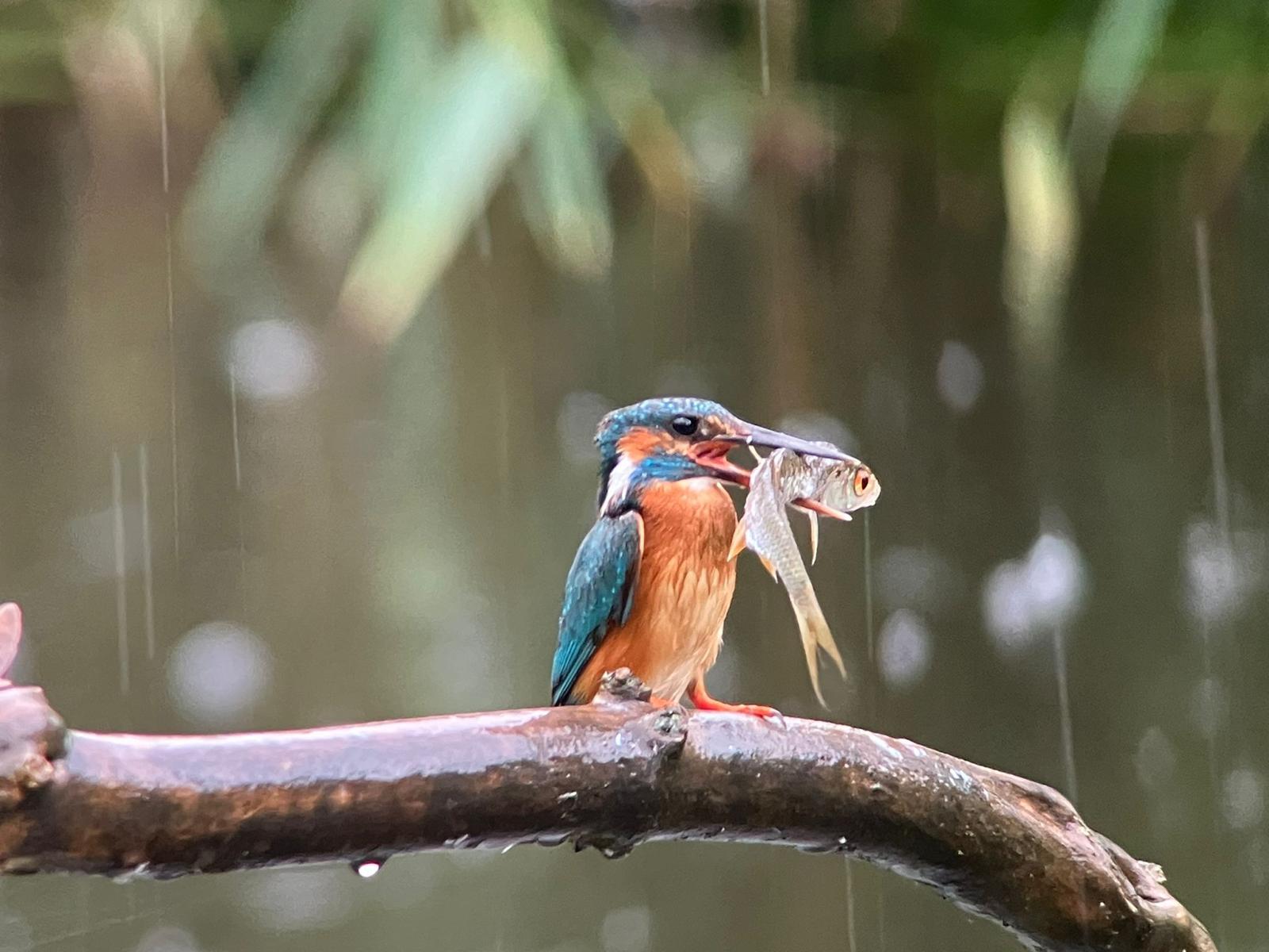 Exkursion BirdLife-Naturzentrum in La Sauge 22.Juni 2024