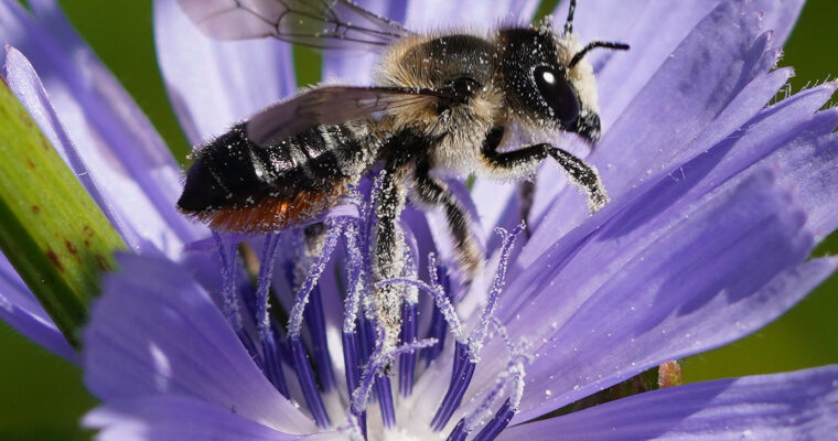 Insektenfreundliche Pflanzen für Balkon und Garten