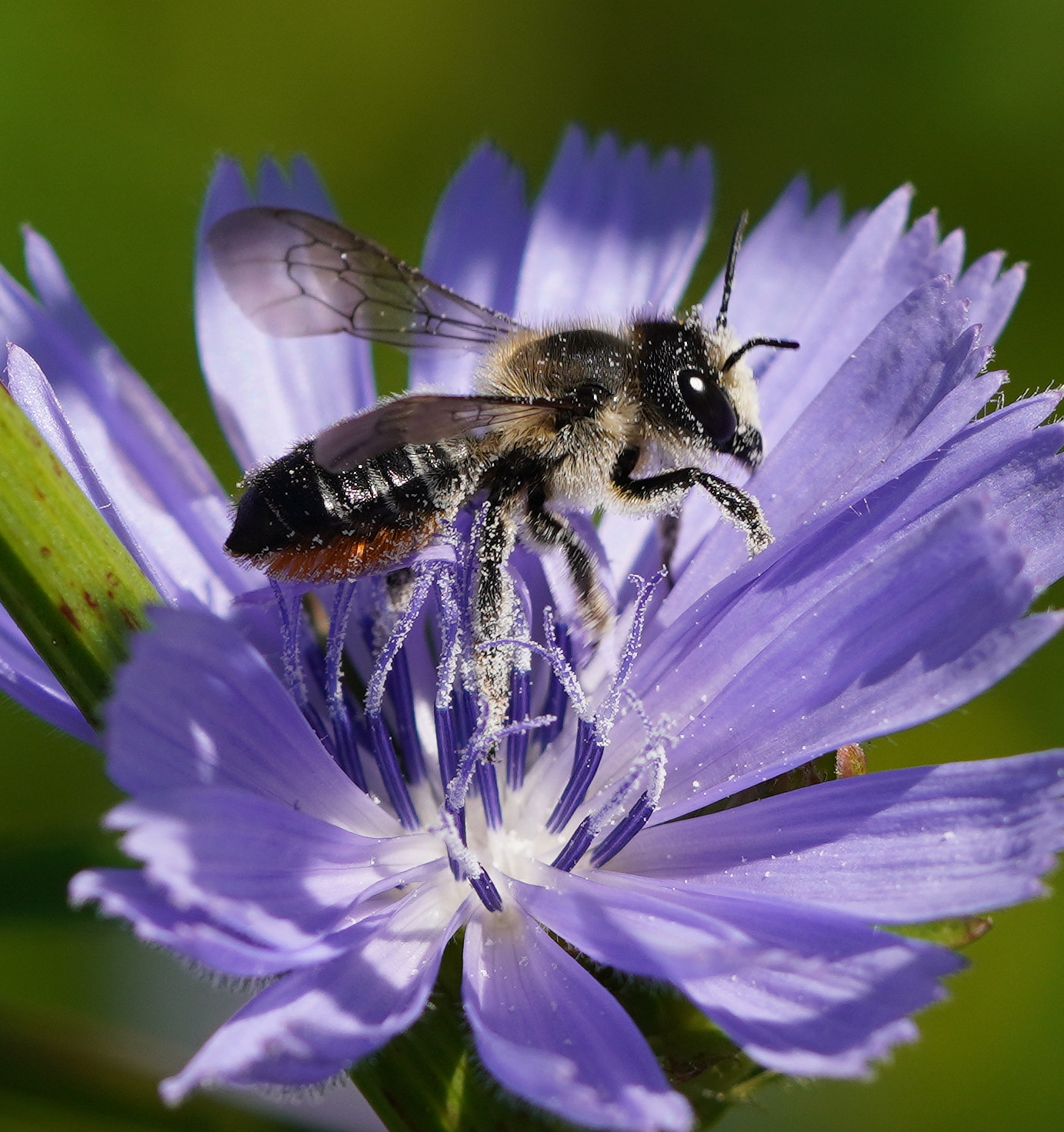 Insektenfreundliche Pflanzen für Balkon und Garten
